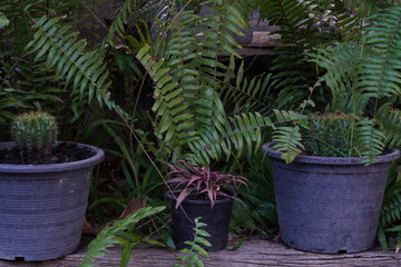 House plants in the garden.