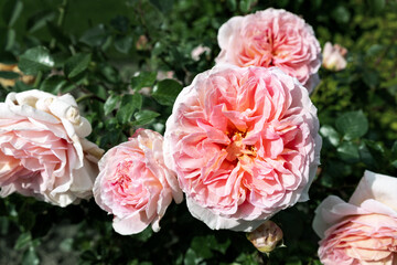 Beautiful close-up detail above view of big coral pink peony rose bush blossoming at backyard garden on bright summer day. Yard flower decoration and landscaping design