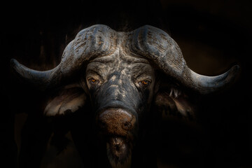 Kapbüffel (Syncerus caffer) im Portrait mit dunklem Hintergrund, Südafrika, Kruger National Park