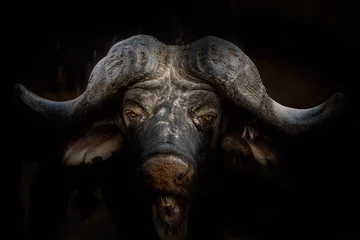 Crédence de cuisine en verre imprimé Parc national du Cap Le Grand, Australie occidentale Kapbüffel (Syncerus caffer) im Portrait mit dunklem Hintergrund, Südafrika, Kruger National Park