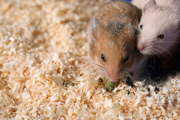 Cute little fluffy hamsters in cage. Space for text