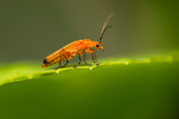 Macro photo. Firefighter beetle on green leaf