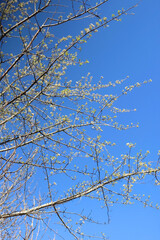 Spring blossoms on a tree. Selective focus.