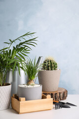 Beautiful Nolina, Cactus, Chamaedorea in pots with gardening tools on white table. Different house plants