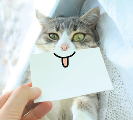 A funny playful gray cat with a smile and tongue on a white sheet lies on a windowsill in the rays...