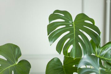 Philodendron monstera planted in front of the living room window © dragonstock
