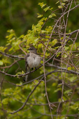 Northern Mockingbird on branches