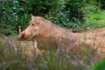 Warzenschwein (Phacochoerus africanus) im Schlamm, Afrika