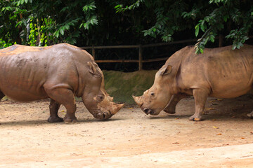 Naklejka premium Breitmaulnashorn (Ceratotherium simum) zwei Nashörner bedrohen sich