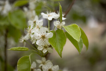 Close-up of Dogwood Blossoms