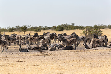 Fototapeta na wymiar Manada de cebras en parque nacional de Ethosa, Namibia.