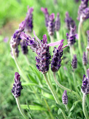 Fragrant lavender flowers. A closer look at the details of the plant.