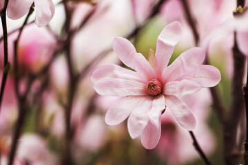 Closeup view of beautiful blooming magnolia tree outdoors. Space for text