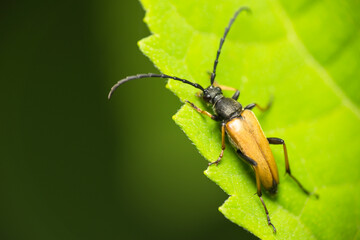 A barbel beetle on a green hydrangea leaf. Close-up. High quality photo