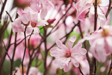 Fototapeta na wymiar Closeup view of beautiful blooming magnolia tree outdoors