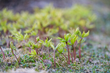 young shoots, fresh sprouts of agricultural plants in the ground close up image. High quality photo