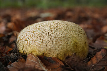 Closeup on the common earthball, pigskin poison puffball, or common earth ball mushroom ,Scleroderma citrinum in the forest