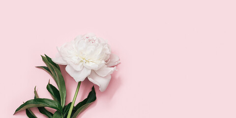 White peony flower on pink background with copy space. Flowery postcard for summer holiday