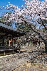 Obraz premium 京都 竹中稲荷神社の桜と春景色
