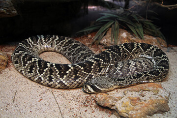  Diamant-Klapperschlange (Crotalus adamanteus) 