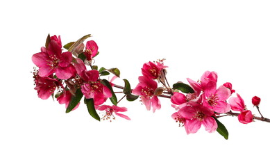 Fruit tree flowers blooming in spring, isolated on white background with clipping path