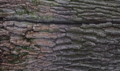 Embossed texture of oak bark. Close-up. High quality photo