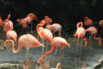 Fototapeta na wymiar Kuba-Flamingo (Phoenicopterus ruber) oder Roter Flamingo, Gruppe im Wasser