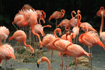 Kuba-Flamingo (Phoenicopterus ruber) oder Roter Flamingo, Gruppe im Wasser