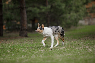 Naklejka na ściany i meble Cute border collie puppy at the nature background. Funny dog. Smart dog. Dog training