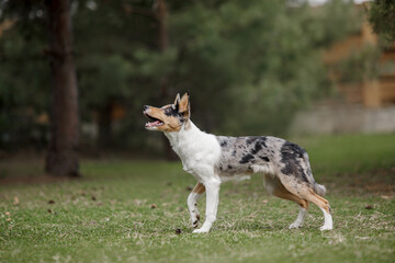 Cute border collie puppy at the nature background. Funny dog. Smart dog. Dog training