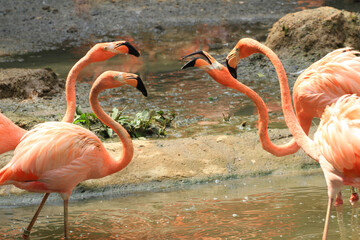 Kuba-Flamingo (Phoenicopterus ruber) oder Roter Flamingo, Gruppe im Wasser