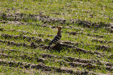 A bird with a long beak sitting on the field. Hoopoe