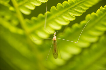 A large mosquito hid in the grass. Belongs to the Tipulidae family. Also commonly referred to as Daddy's Long Legs or Crane Fly. Macro photo. 