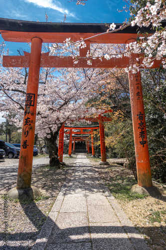 京都 竹中稲荷神社の桜と春景色 Wall Mural Wallpaper Murals Nomi