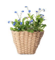 Beautiful potted Forget-me-not flowers in basket on white background