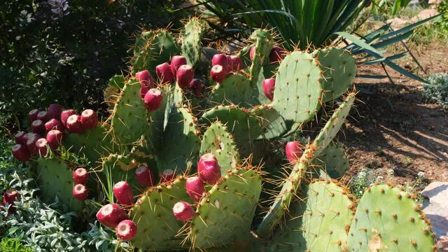 Blooming prickly pear cactus with red flowers.