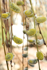 Beautiful fluffy catkins on willow tree outdoors, closeup © New Africa