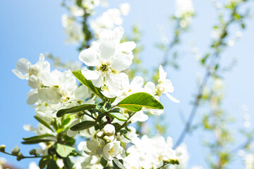 Spring flowering jasmine bush on blue sky background
