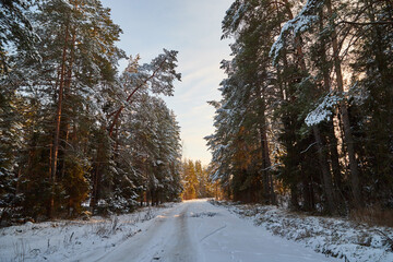 Snow road in spruce forest in winter day. Nice nature ladscape