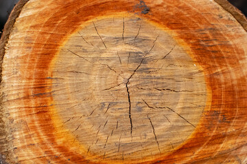 Macro photo of texture of tree stump, logging and firewood. The yellow grain of the wood is as visible as possible. Rings on a cutting of a tree. Firewood for fuel. Cross-cut trees