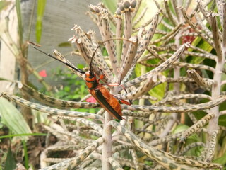 grasshopper or insect on a flower