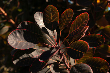 Cotinus Coggygria tree plant leaves, close up.