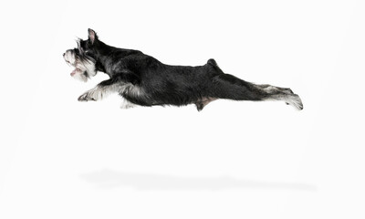 Cute puppy of Miniature Schnauzer dog posing isolated over white background