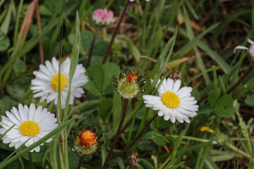 Obraz premium la fioritura delle piante indica che la primavera è nell'aria