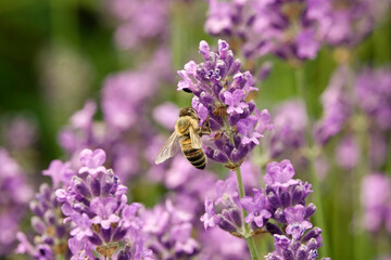Honigbiene Blühendes Lavendelfeld im Moseltal bei Lehmen