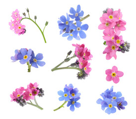 Fototapeta na wymiar Set with beautiful tender forget me not flowers on white background