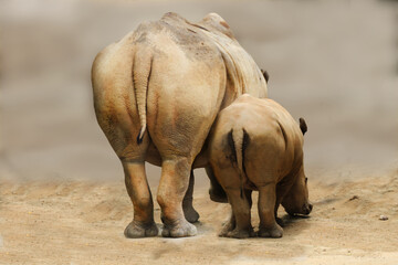 Fototapeta premium Breitmaulnashorn (Ceratotherium simum) Muttertier mit Jungem von hinten