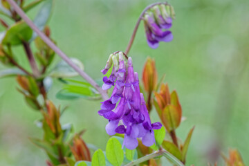 la fioritura delle piante indica che la primavera è nell'aria