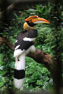 Doppelhornvogel (Buceros bicornis) Männchen sitzt auf Baumstamm