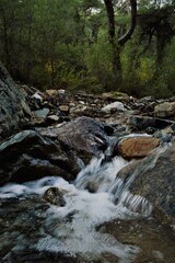 mountain river in the forest